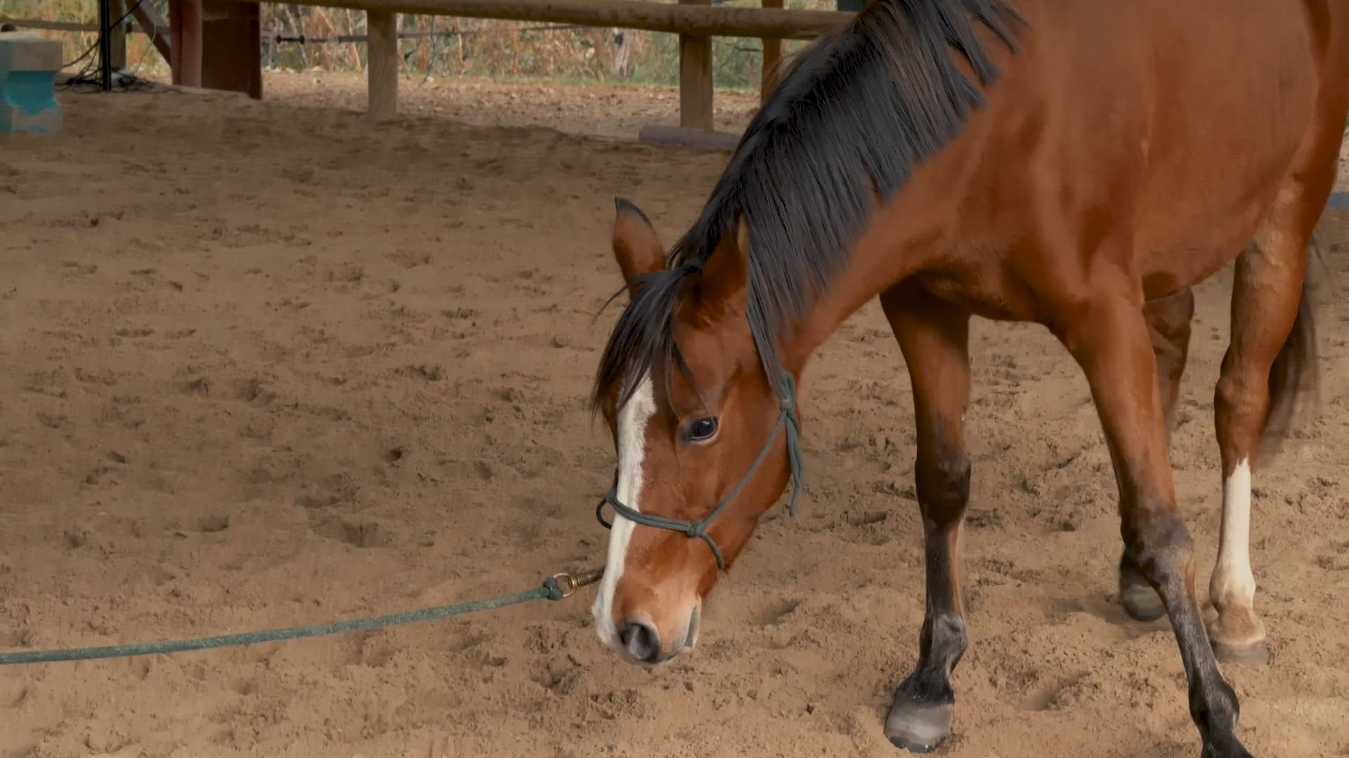 Les chevaux ne sont capables que de 6 mouvements